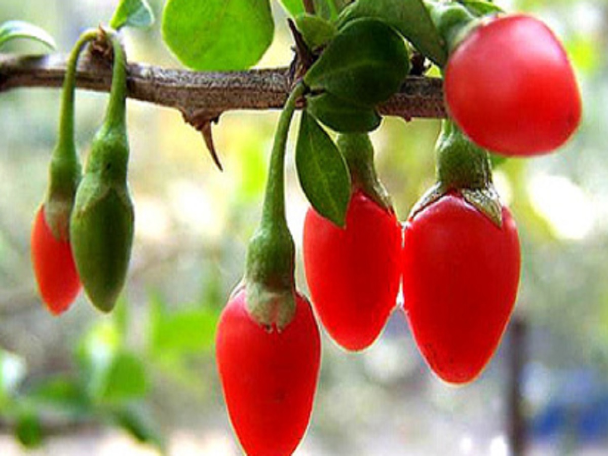 bacche di Goji
