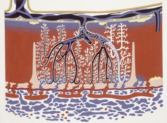 Forme della placenta e patologie copertina