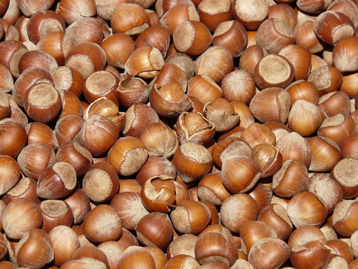 nocciole